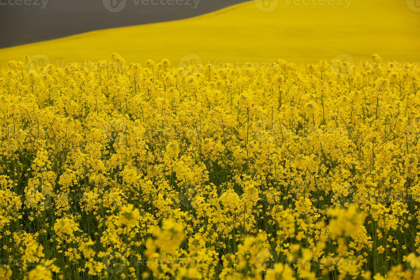 Rapeseed field with yellow. canola field in bloom in spring. Plant for green energy. Biofuel produced from rapeseed photo