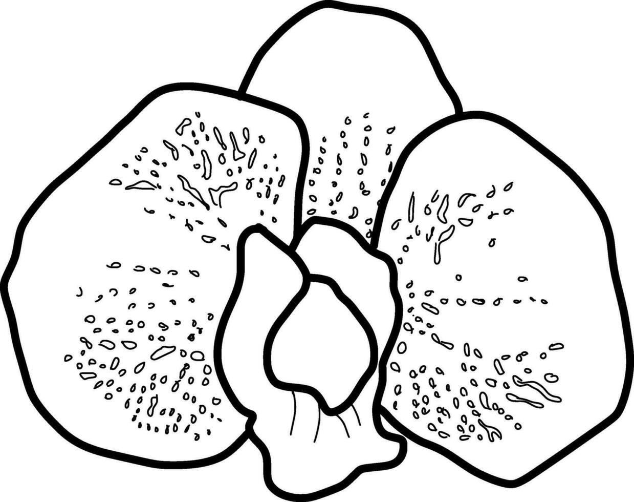 sketch of orchid flower vector