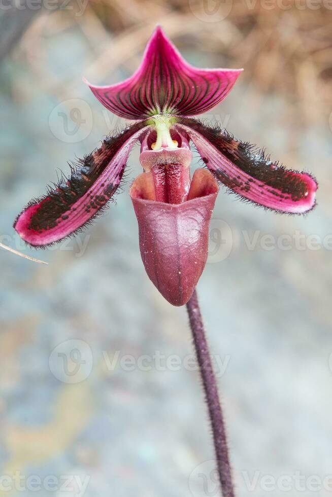 Closeup of one of the beautiful Colombian orchids. The Flowers Festival from Medelln in Colombia photo