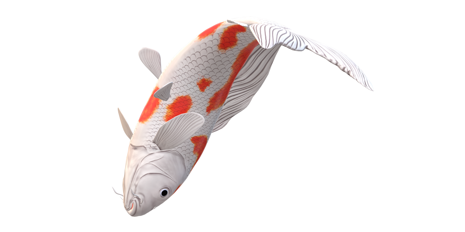 Koi Carp fish isolated on a Transparent Background png
