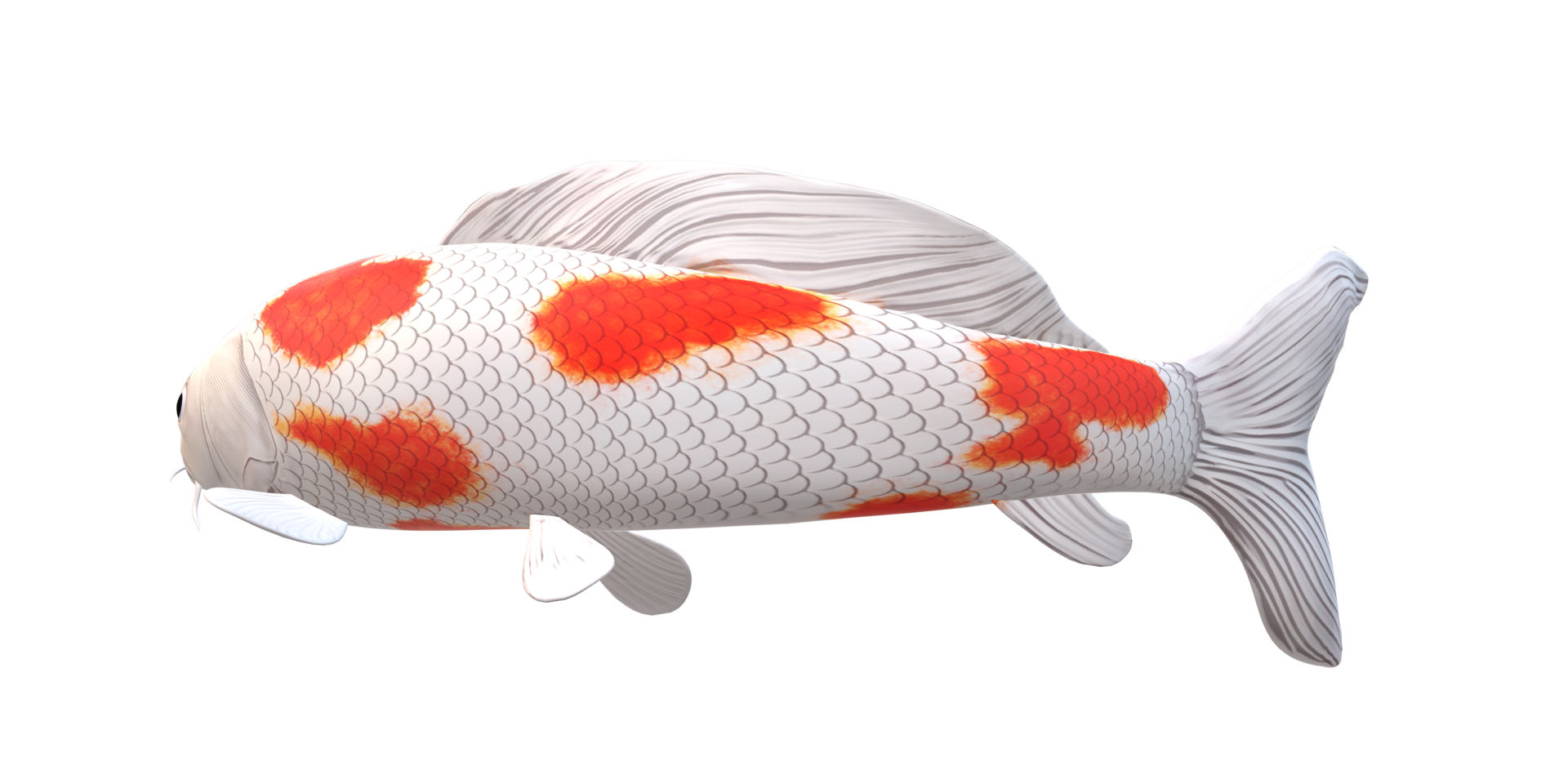 Koi Carp fish isolated on a Transparent Background png