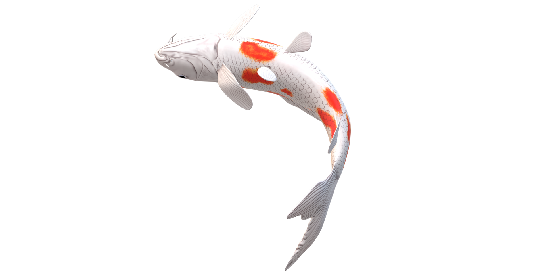Koi Carp fish isolated on a Transparent Background png