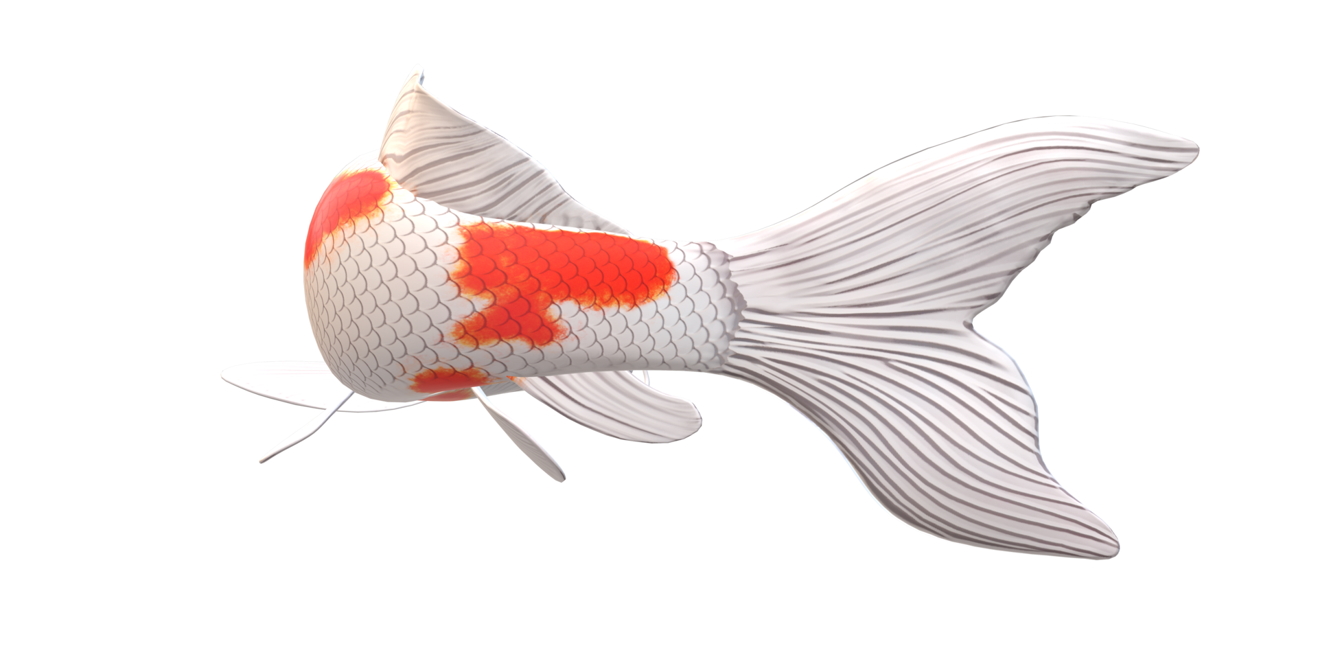 Koi Carp fish isolated on a Transparent Background png