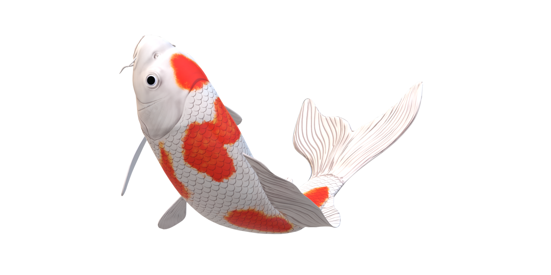 Koi Carp fish isolated on a Transparent Background png