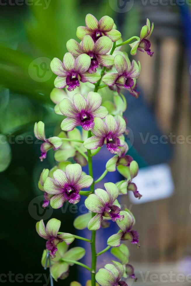 de cerca de uno de el hermosa Colombiana orquídeas. el flores festival desde Medellín en Colombia foto