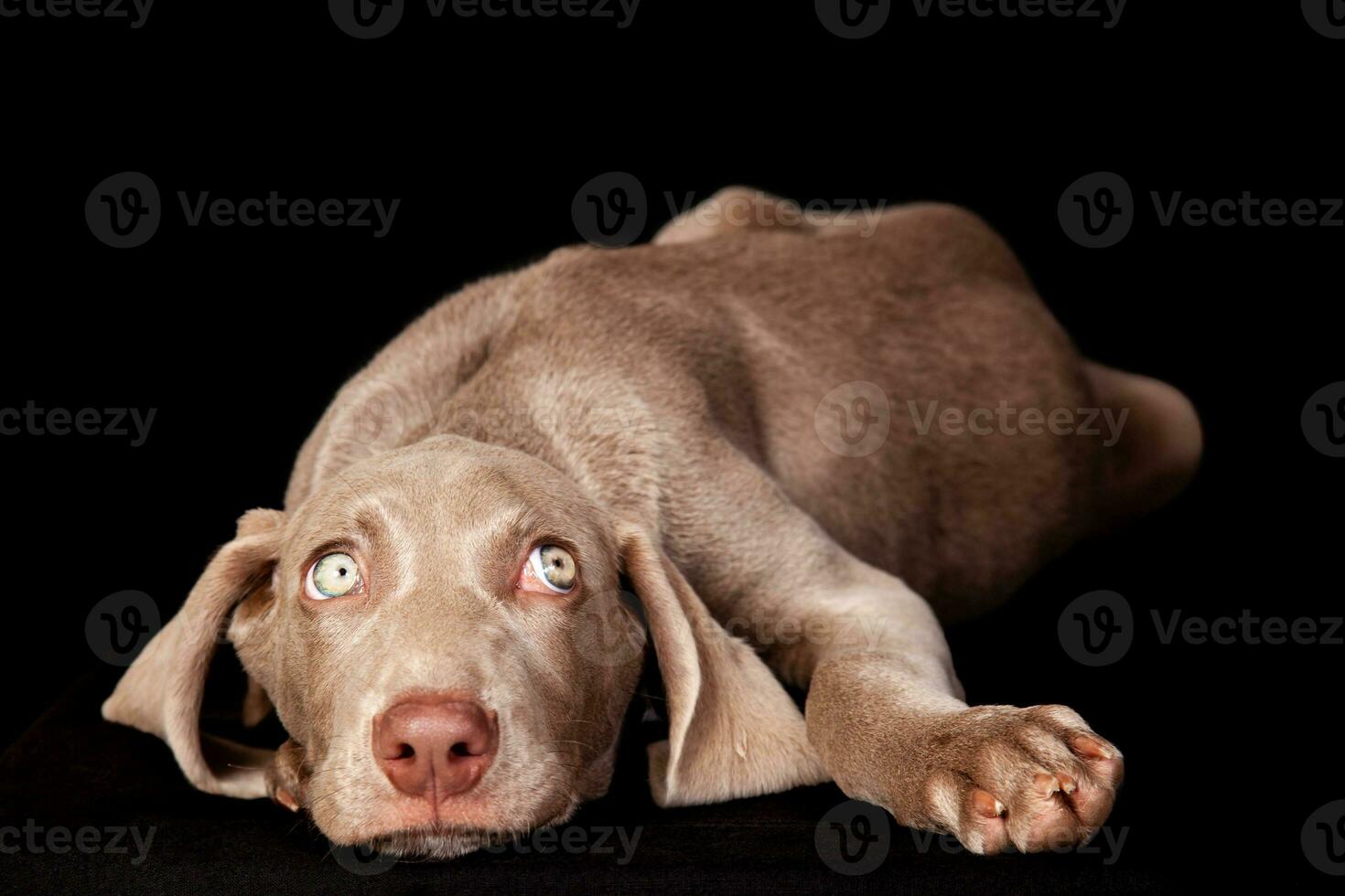 Beautiful green eyed Weimaraner puppy isolated on black background. photo
