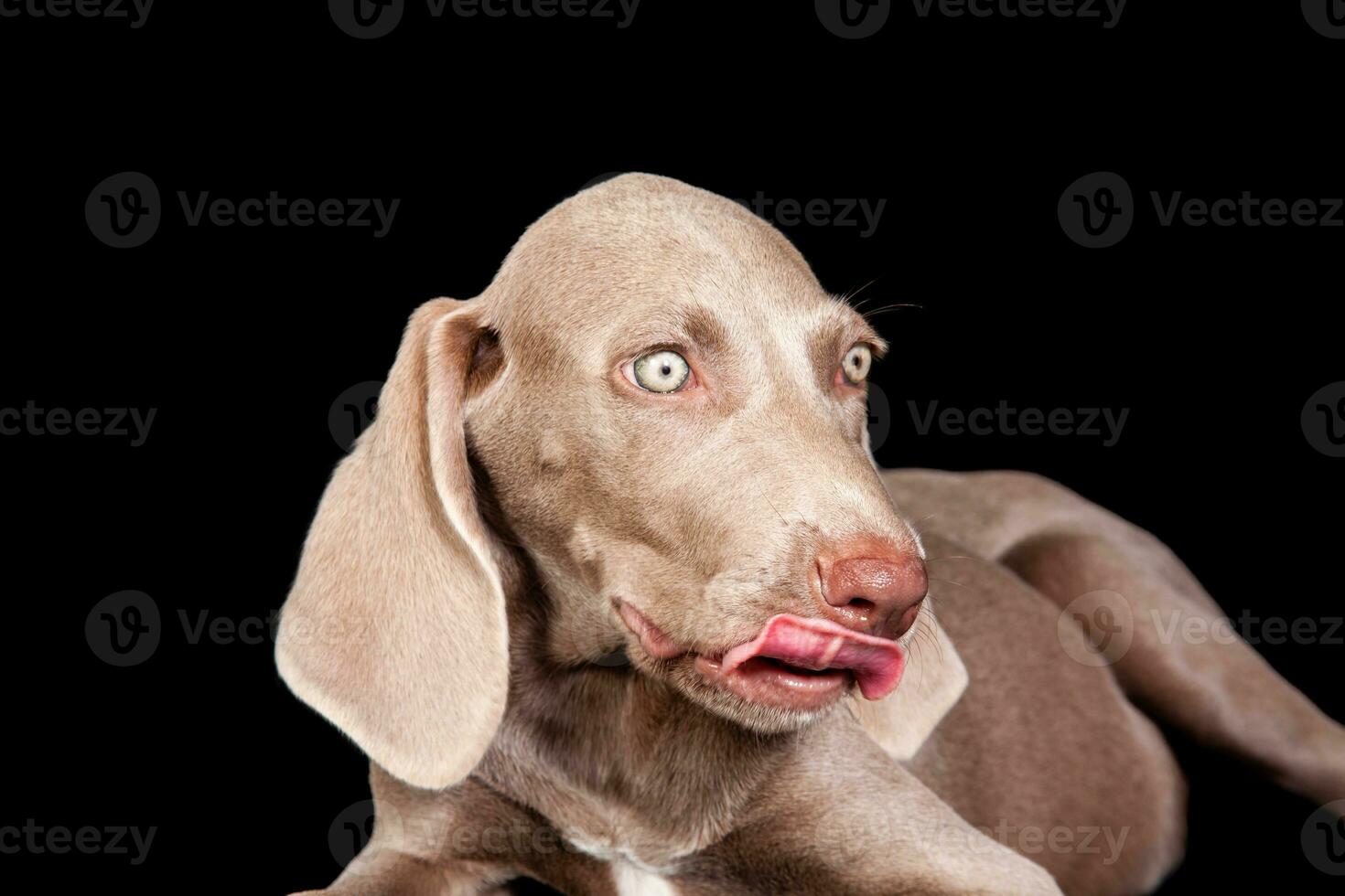 Beautiful green eyed Weimaraner puppy isolated on black background. photo