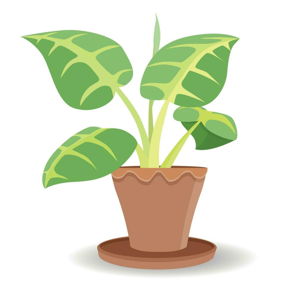 Vector or illustration of  tree in pot with shadow. Tree Bon leaf with big leaf. Isolated white background.