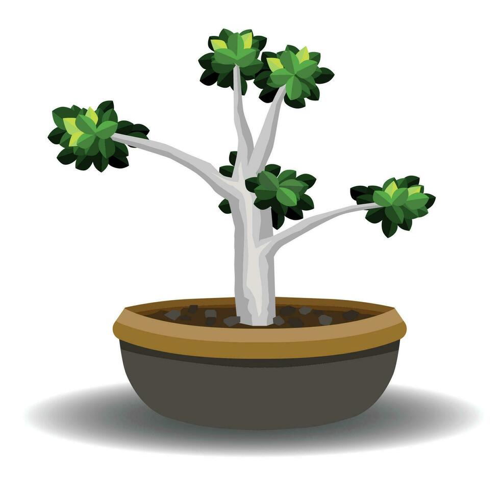 Vector or illustration of  tree in pot with shadow. Tree Ficus annulata. Isolated white background.