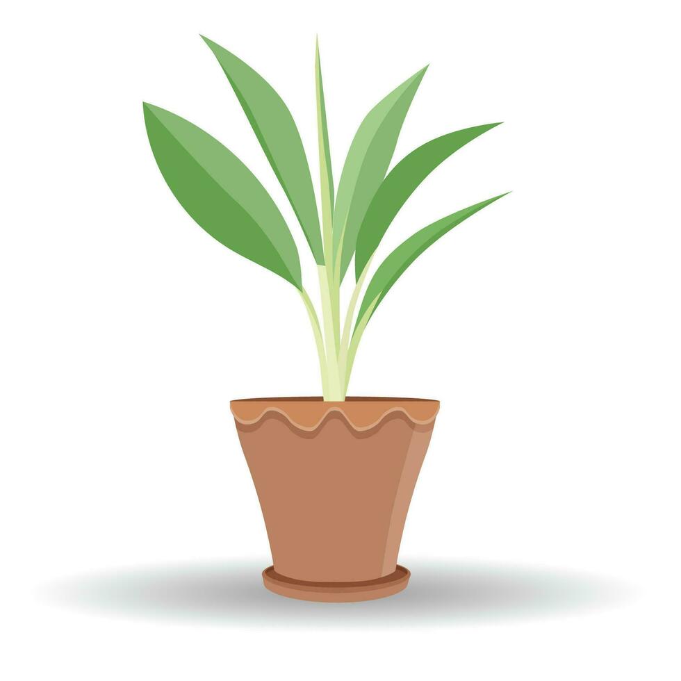 Vector or illustration of  tree in pot with shadow. Tree long slender leaves. Isolated white background.