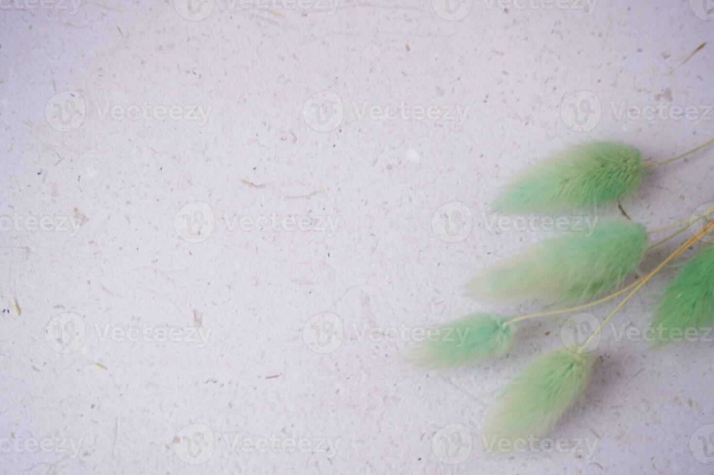 beautiful bunny tail on a grey background for copy space or background photo