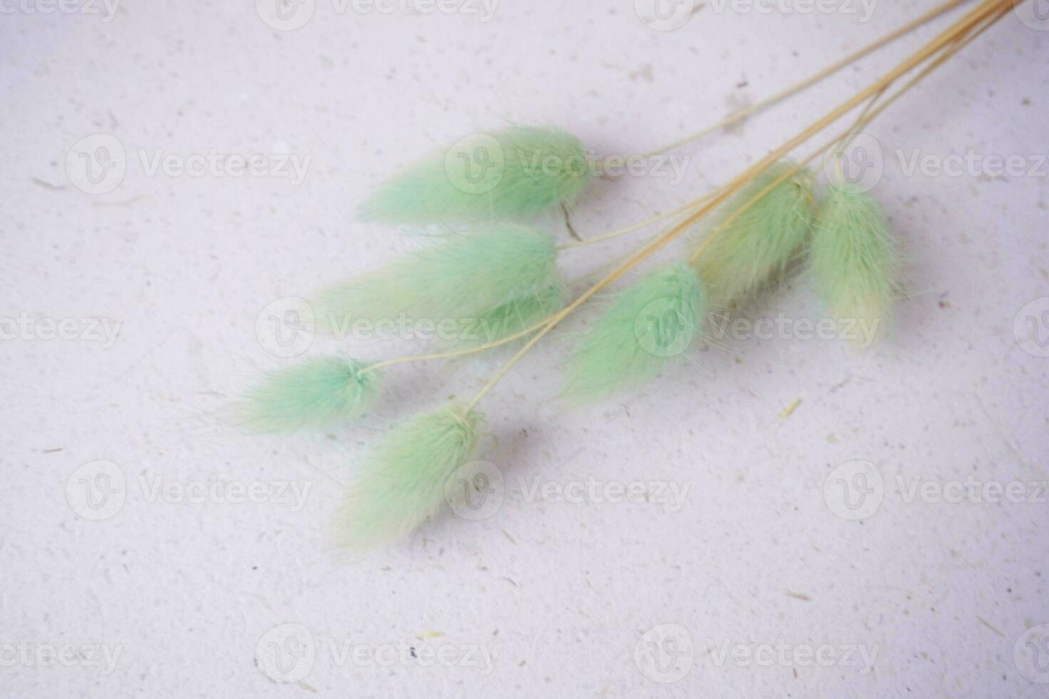 beautiful bunny tail on a grey background for copy space or background photo