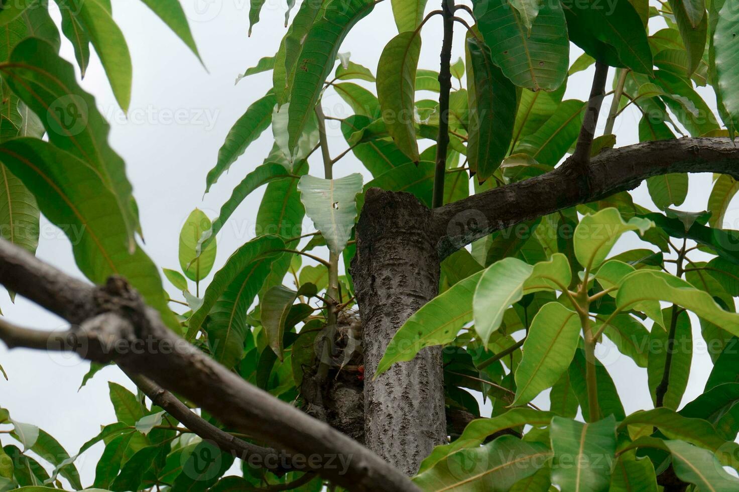 mango árbol hojas debajo un claro día foto