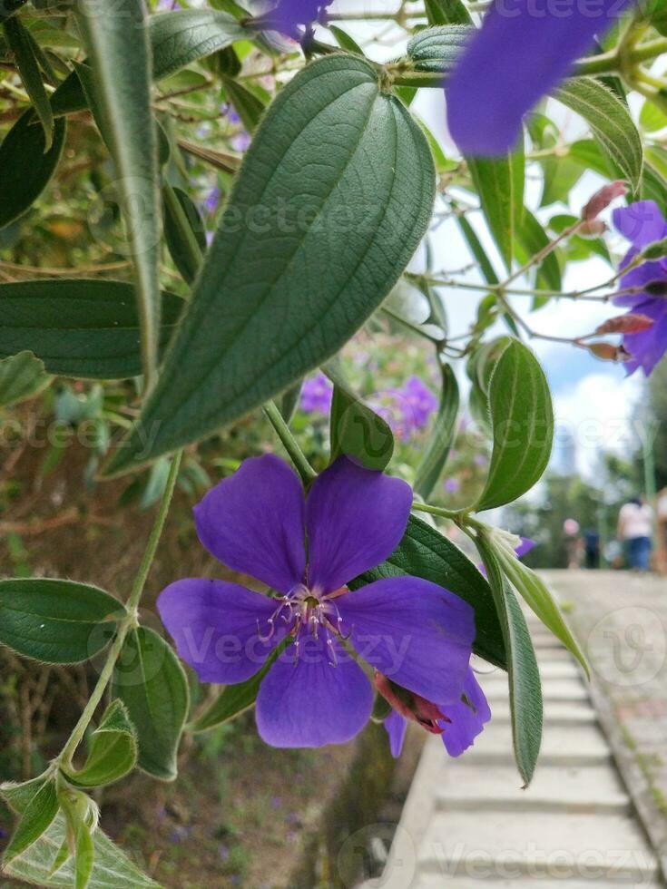 flor en el jardín en soleado día. selectivo enfocar. botánico Disparo foto