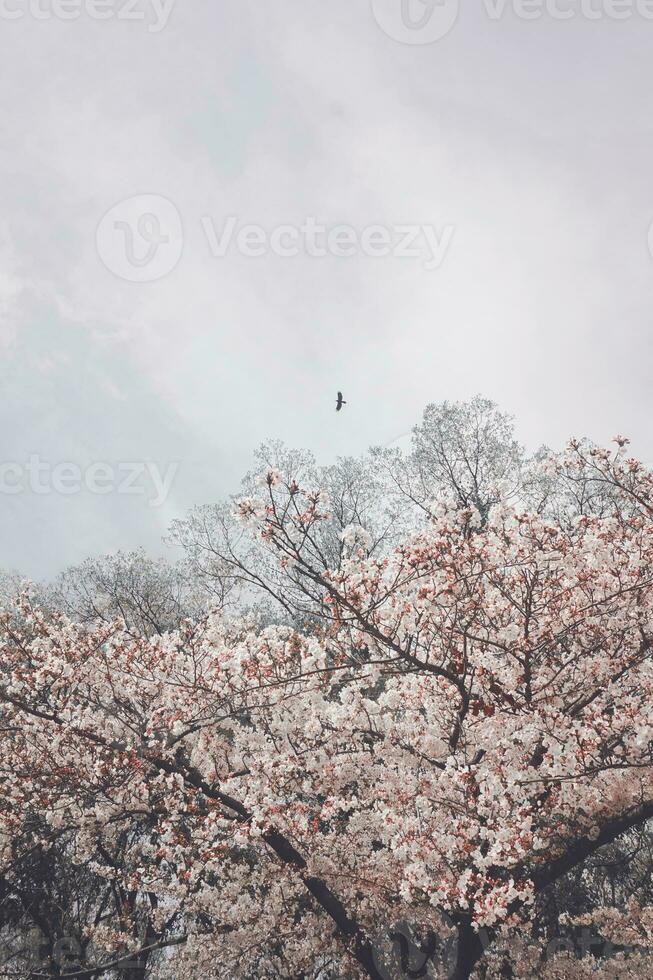 beautiful pink sakura cherry blossom flowers blooming in the garden in spring photo