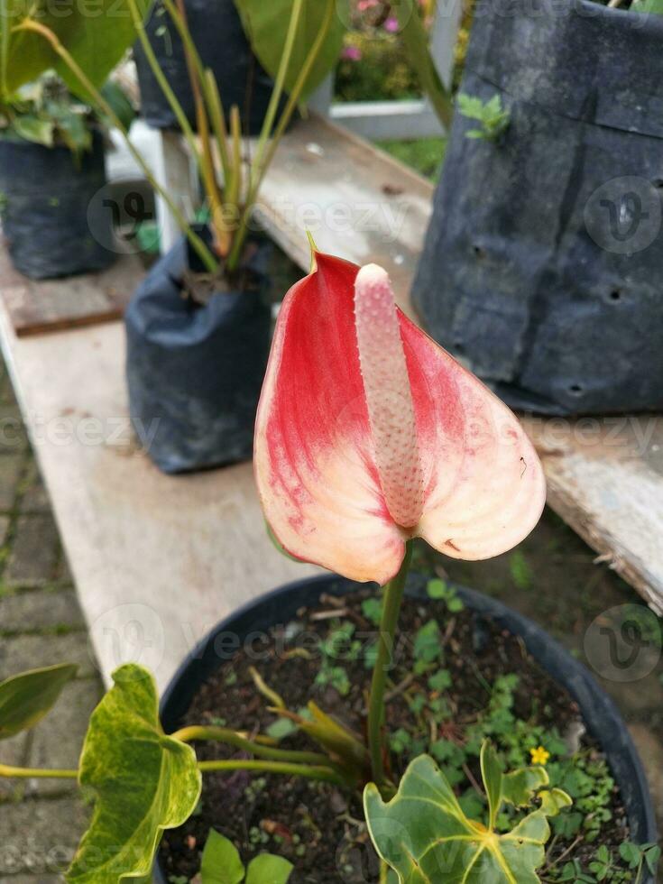 flor en el jardín en soleado día. selectivo enfocar. botánico Disparo foto