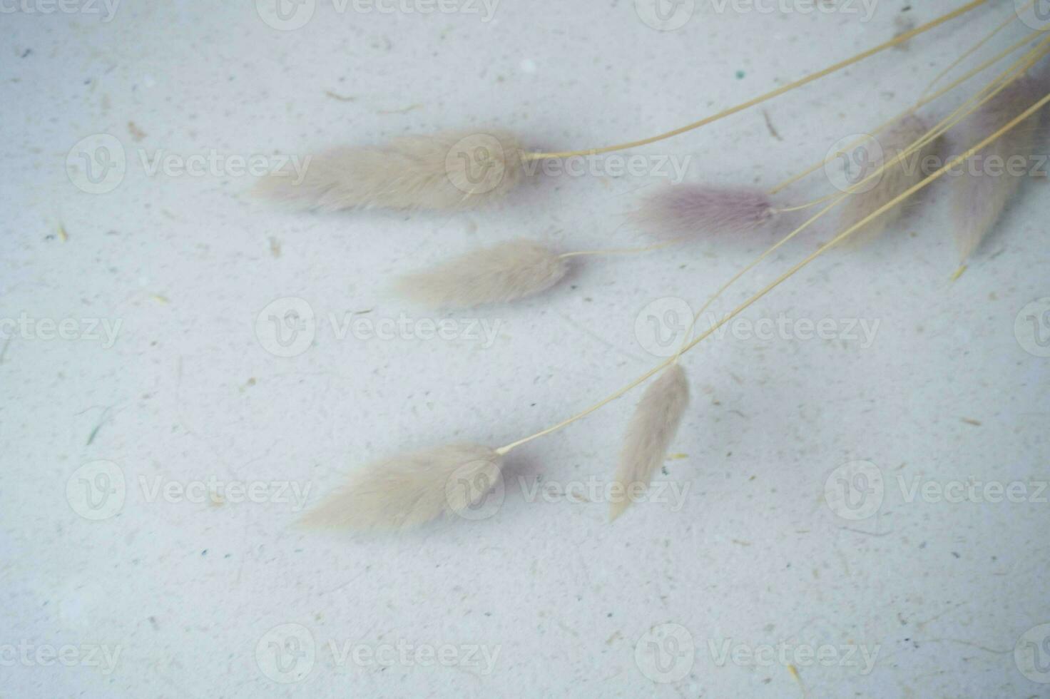 beautiful bunny tail on a grey background for copy space or background photo