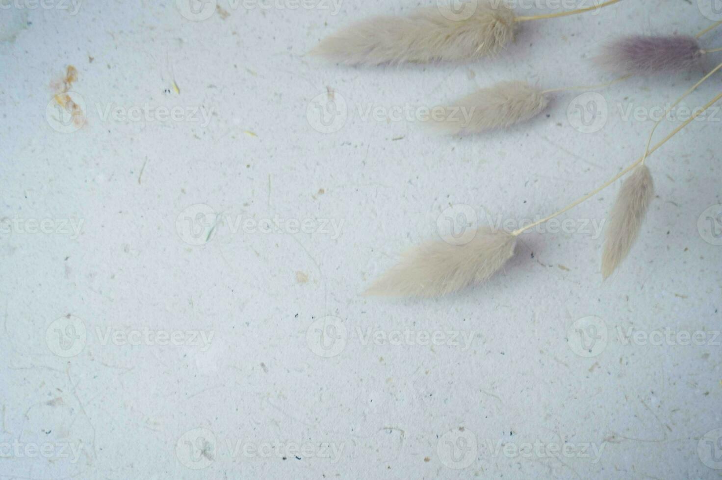 beautiful bunny tail on a grey background for copy space or background photo