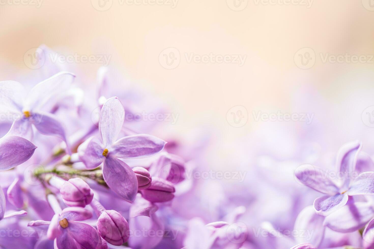 Romantic floral background with purple or violet lilac flowers photo