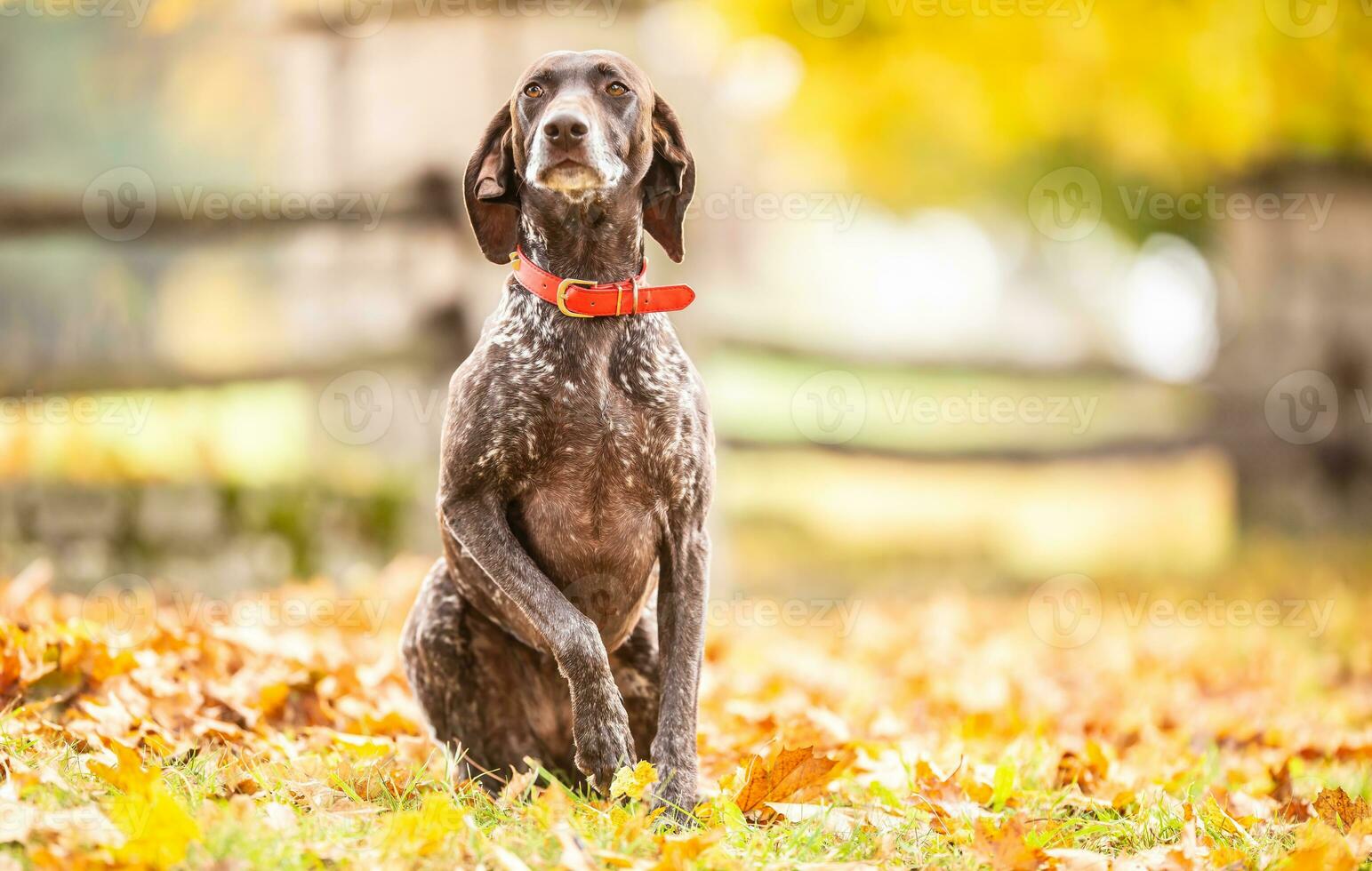 German shorthaired pointer obediently awaits owner's order, sitting in foliage on a fall day photo