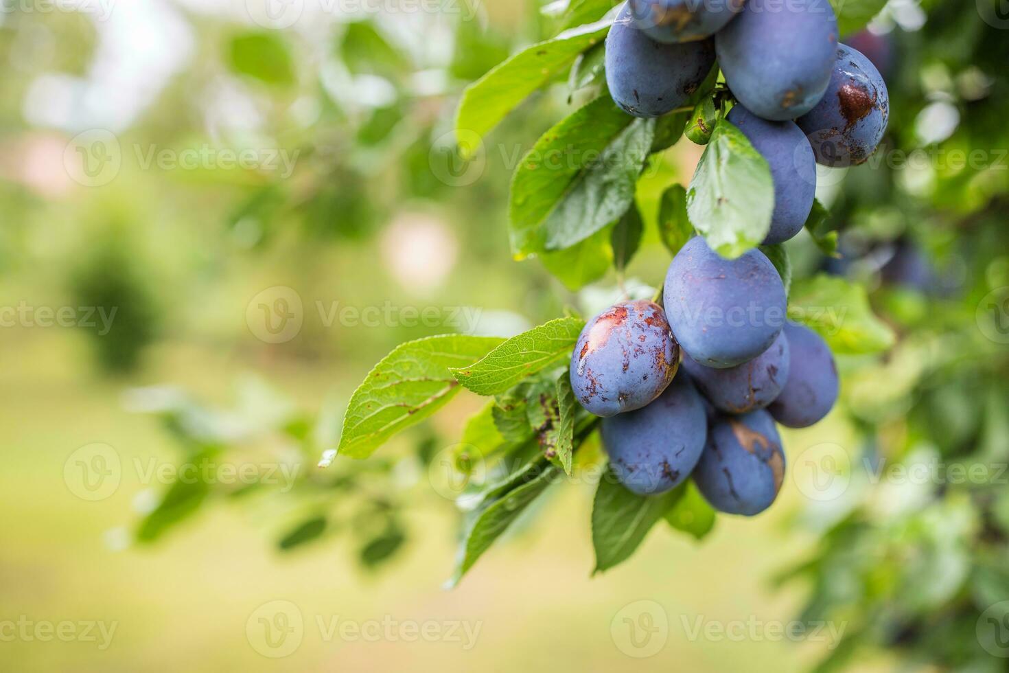 Fresh blue plums on a branch in garden photo