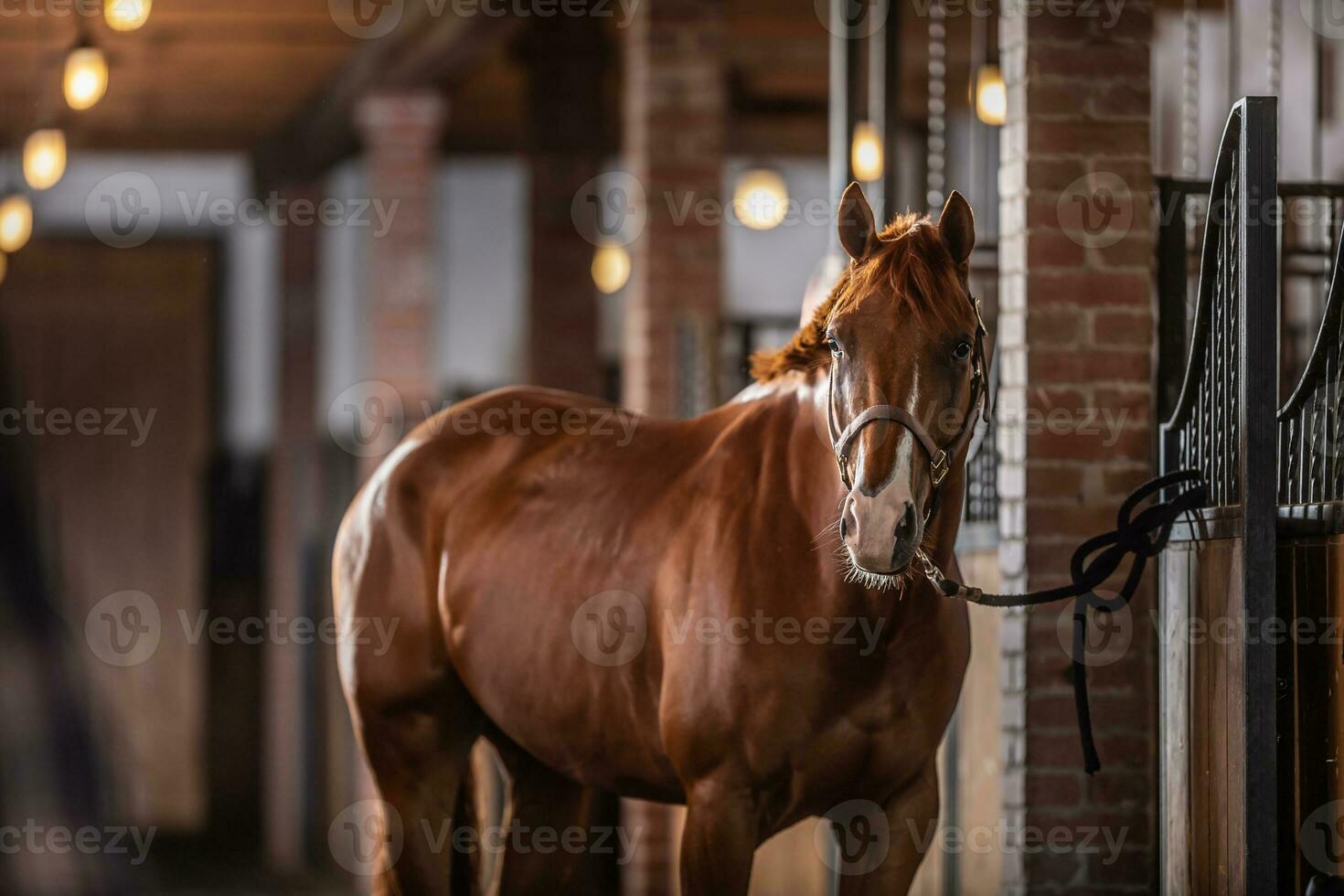 Brown paint horse with white parts of its chops poses inside the stable photo