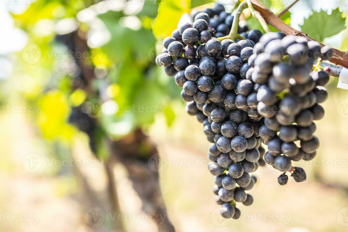 Bunch of dark grapes hanging on vines inside the vineyard photo
