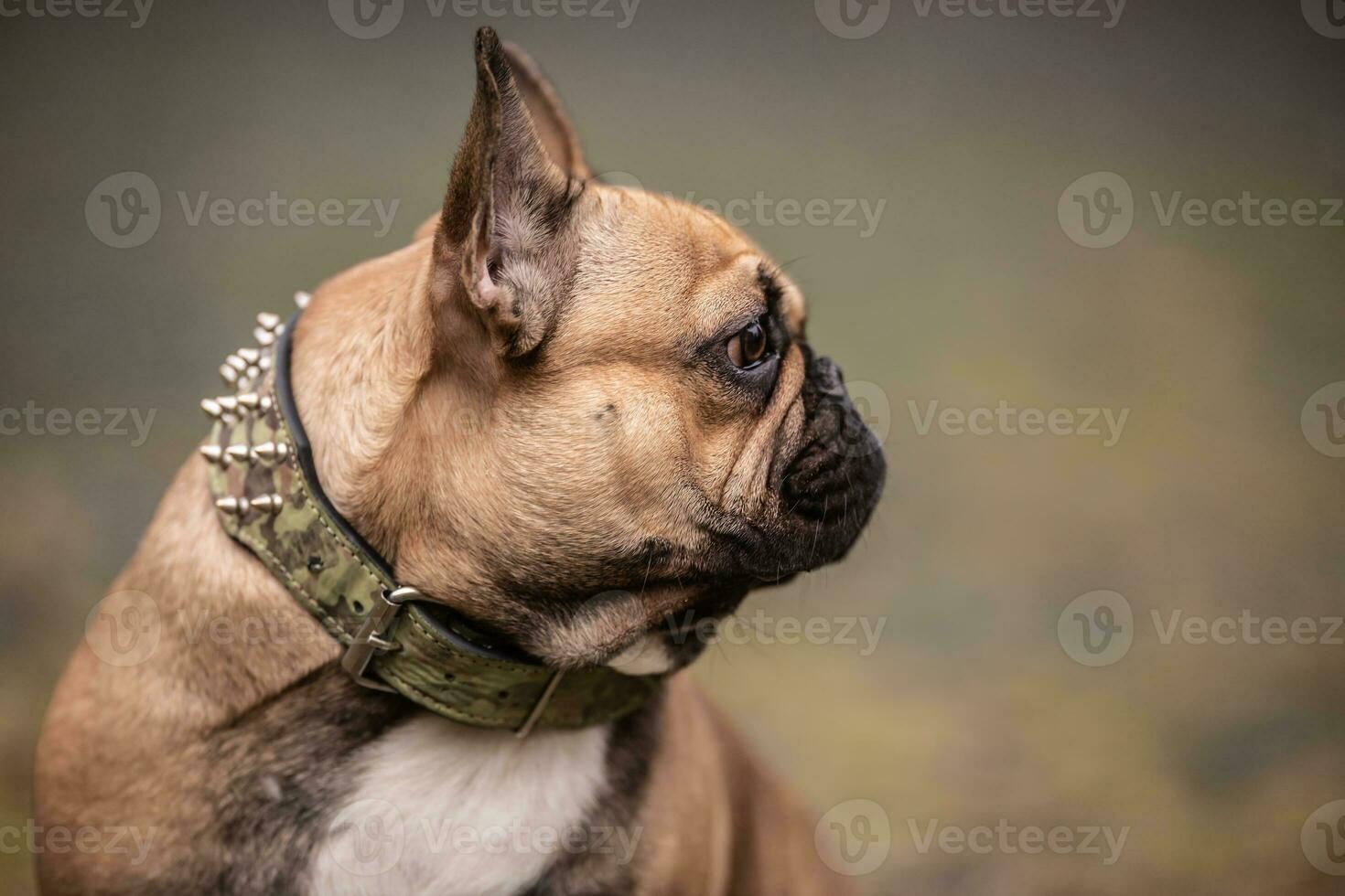 Spiked Collar Stock Photos, Images and Backgrounds for Free Download