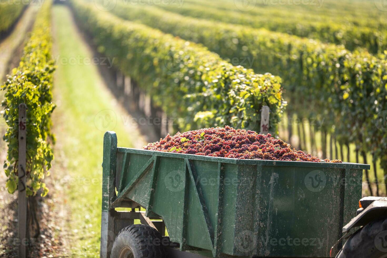 Grapes are picked up at vineyard and transported by a tractor to winery for further processing into a wine photo