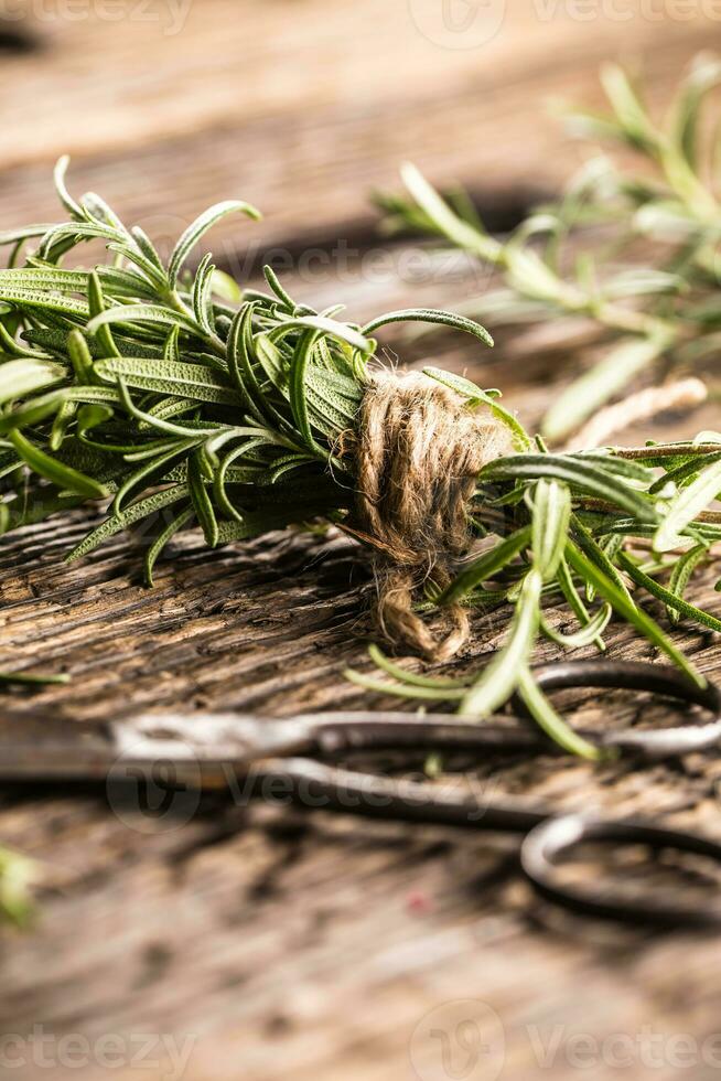 Fresh rosemary with scissors on rustic oak board photo