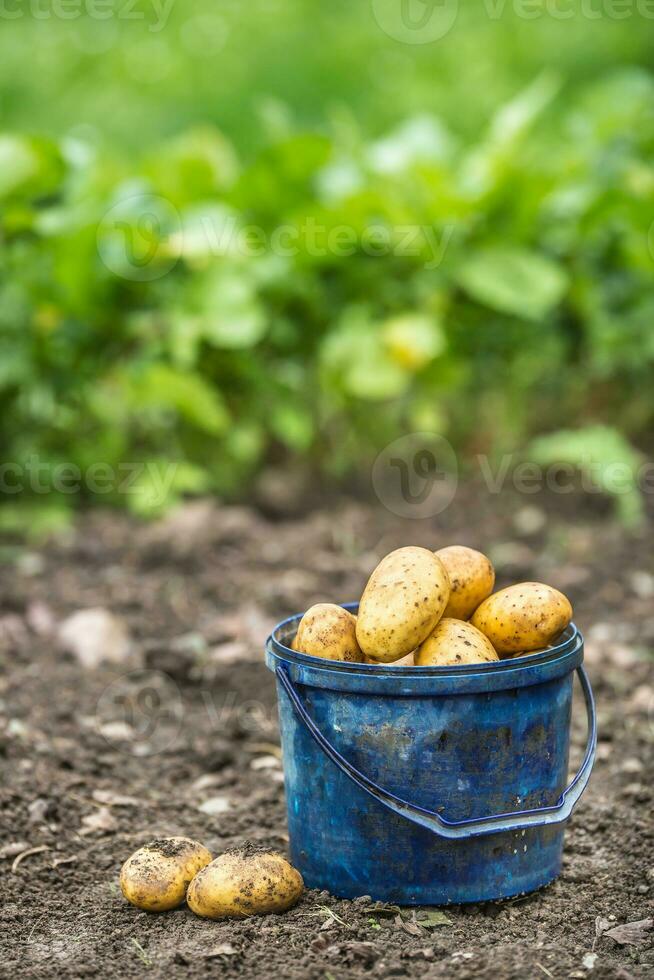 Fresh potatoes in blue bucket freely lying on the soil photo