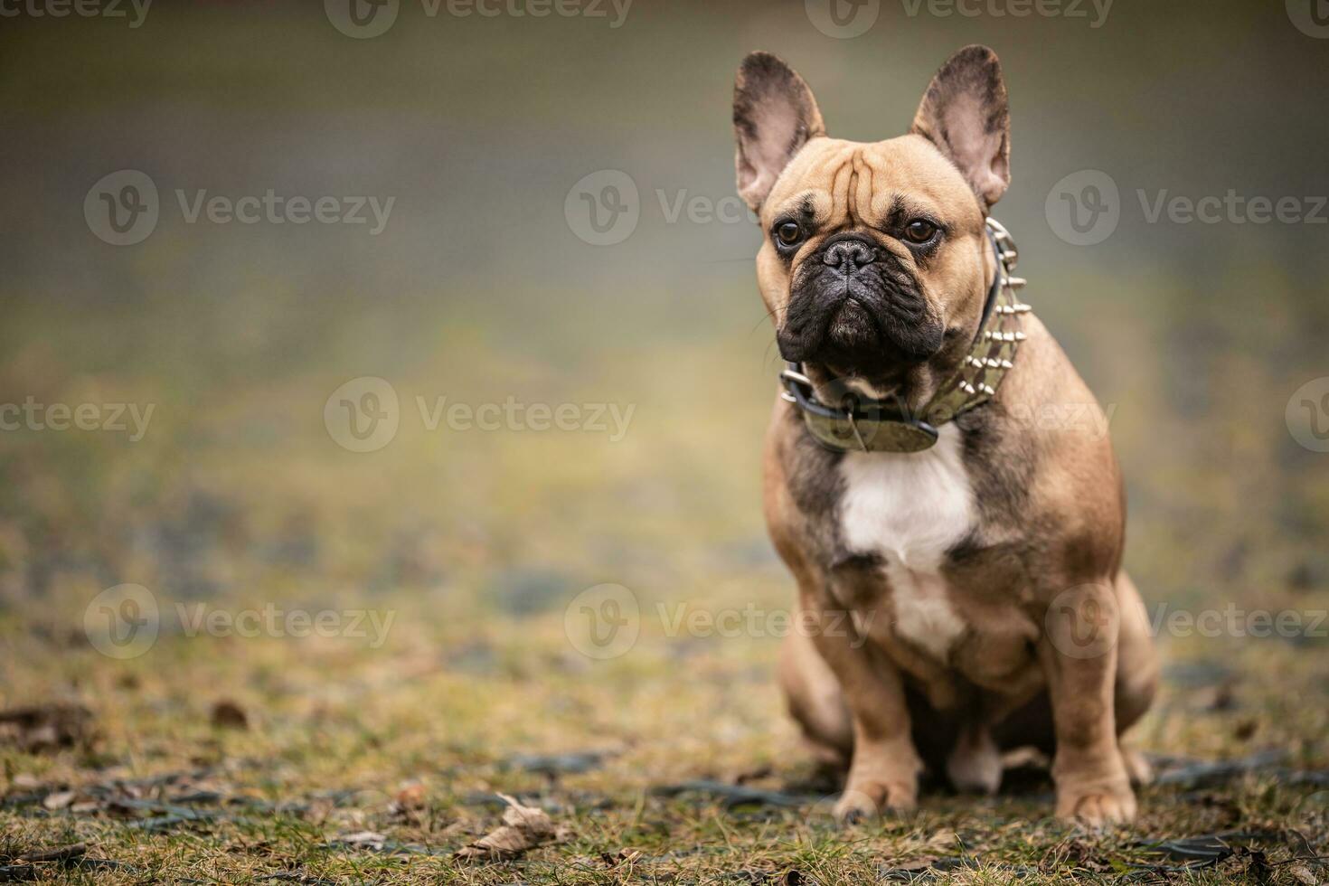 Brown French bulldog sits on the ground with its ears up photo