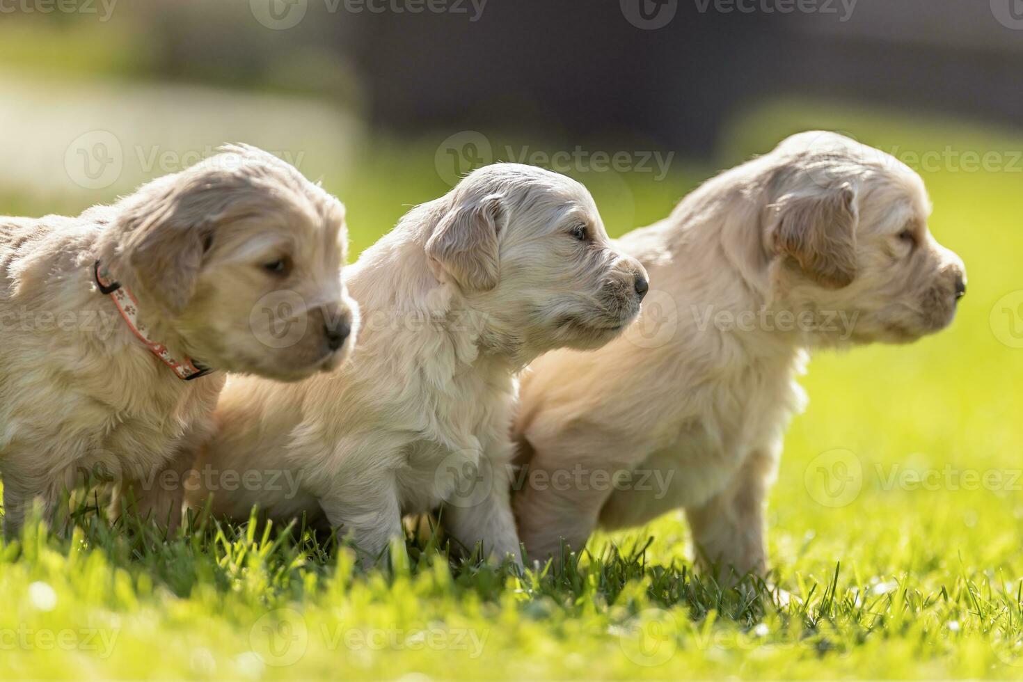 Three golden retriever puppies sitting in the green grass photo