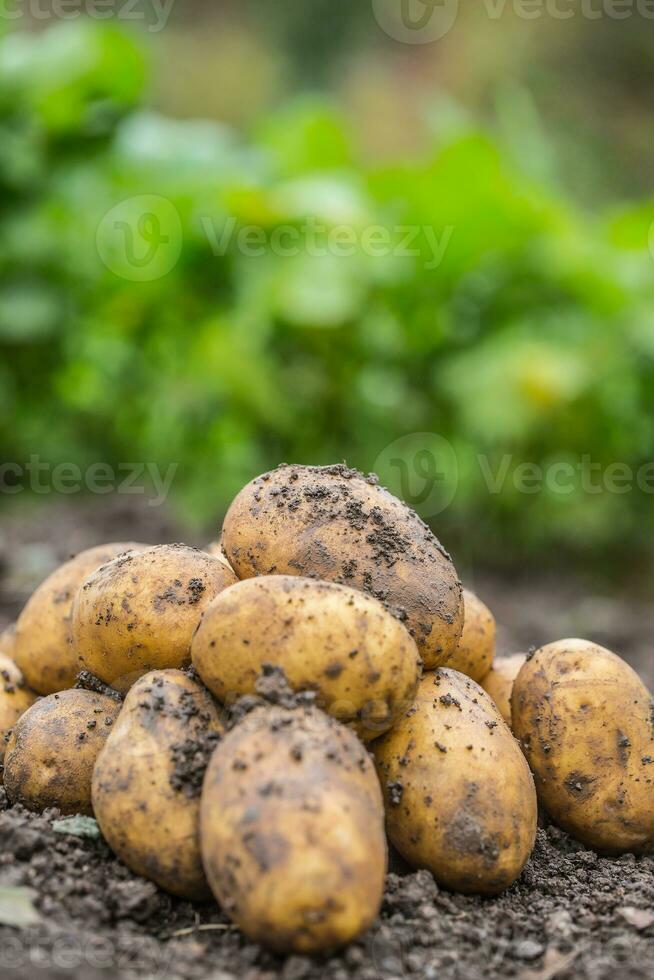 Fresh potatoes which are free lying on the soil. photo