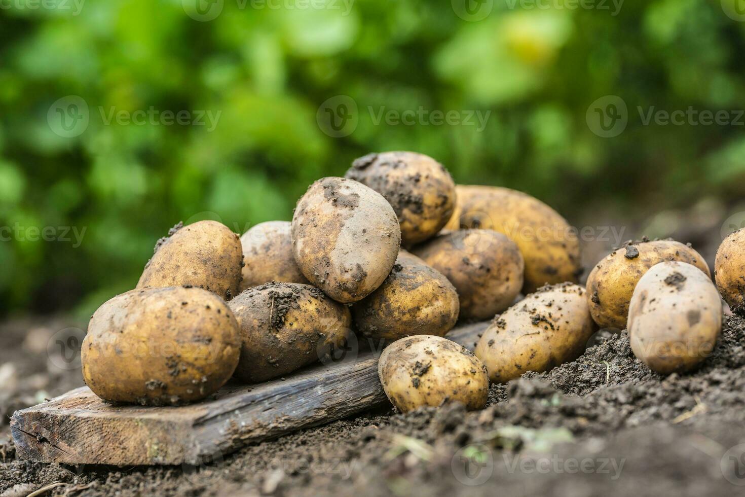 Fresh potatoes which are free lying on the soil. photo