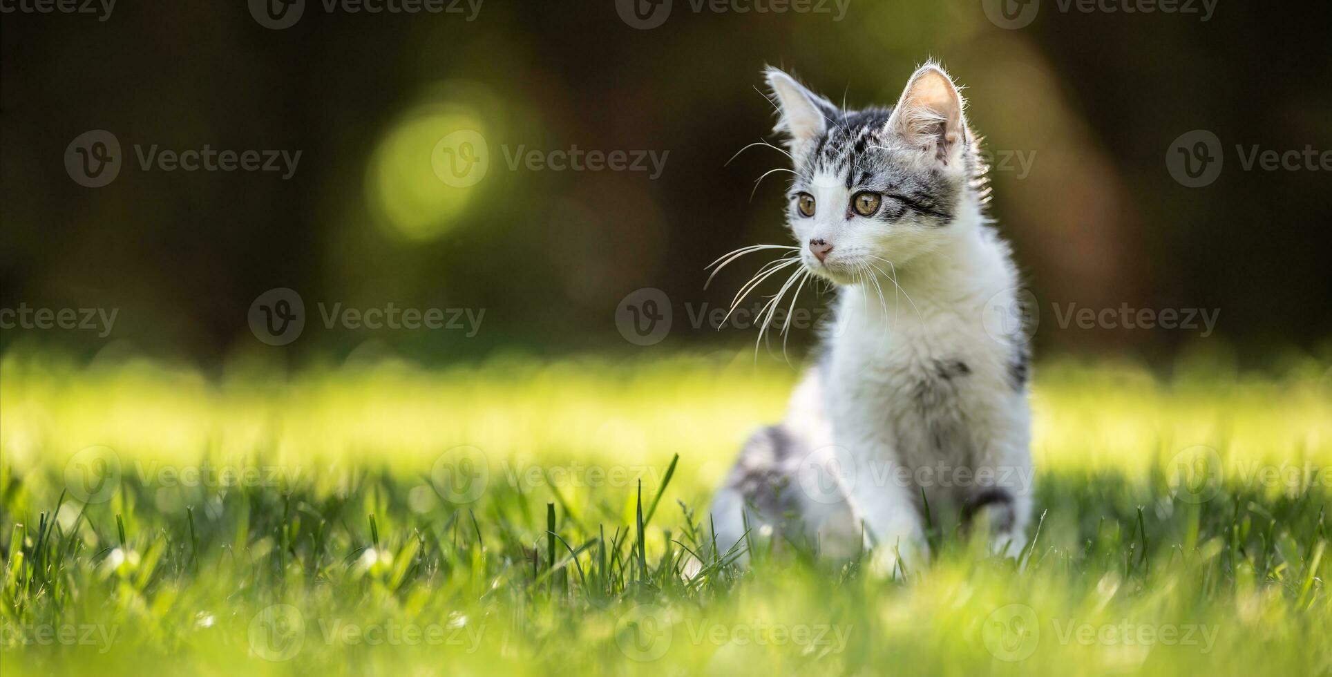 un pequeño gatito gato sentado en un césped en el jardín. ella tiene mullido piel y agudo orejas y curioso mente foto