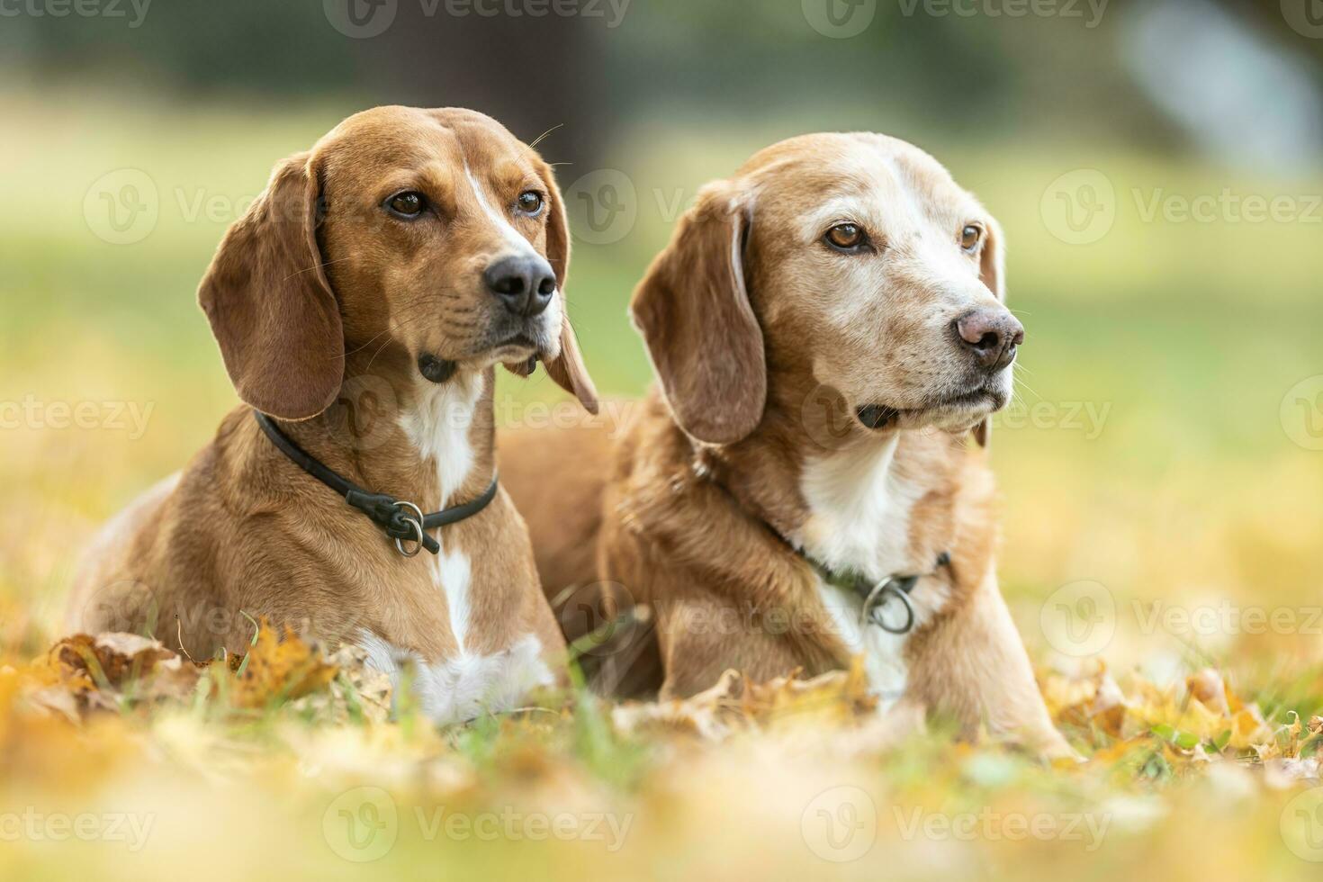 Two dogs obediently lie in the park in autumn leaves photo