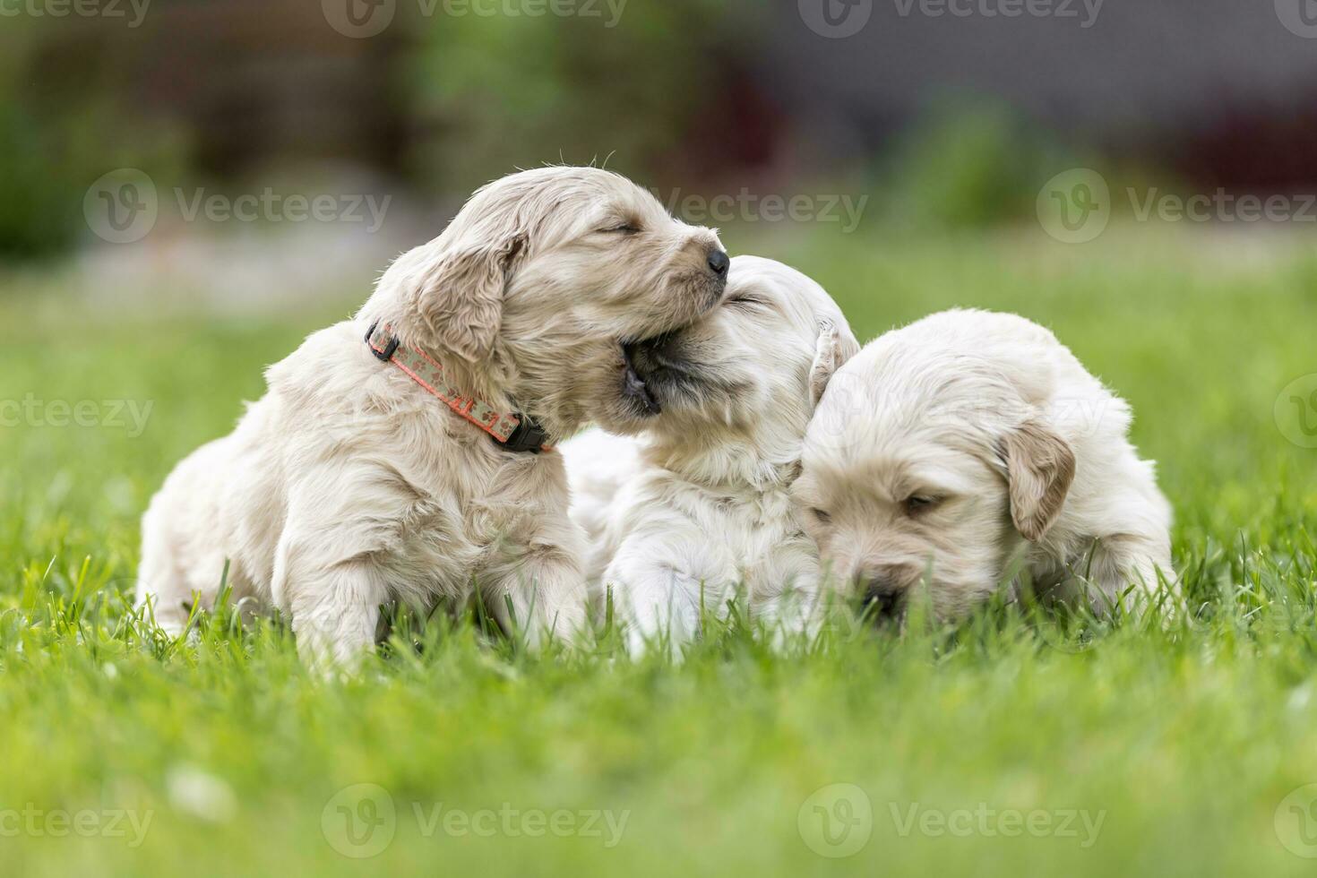 One Golden retriever puppy is bitting the other one while their brother is sniffing something in the grass photo