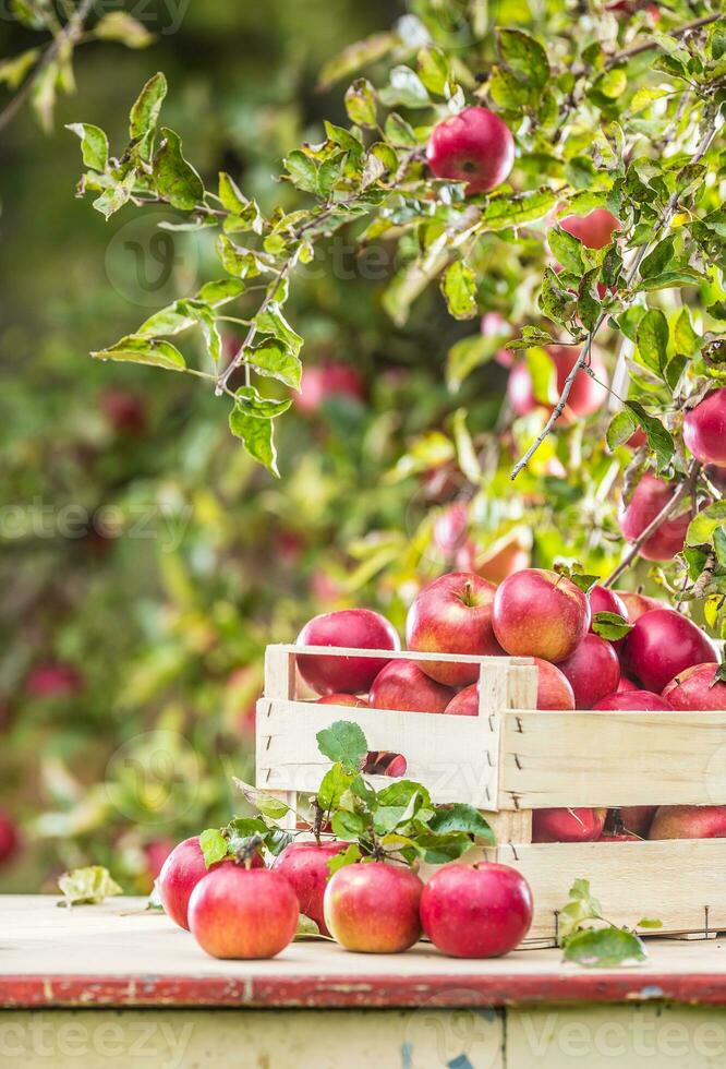 Fresh ripe red apples in wooden crate on garden table photo