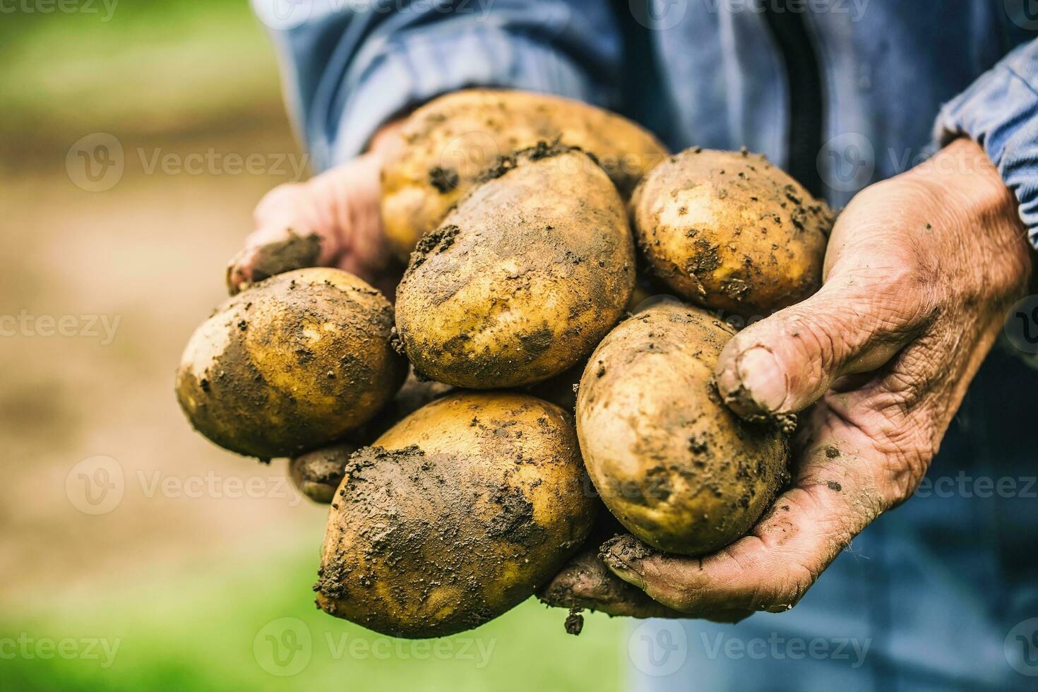 Old hand of farmer holding fresh organic potatoes photo