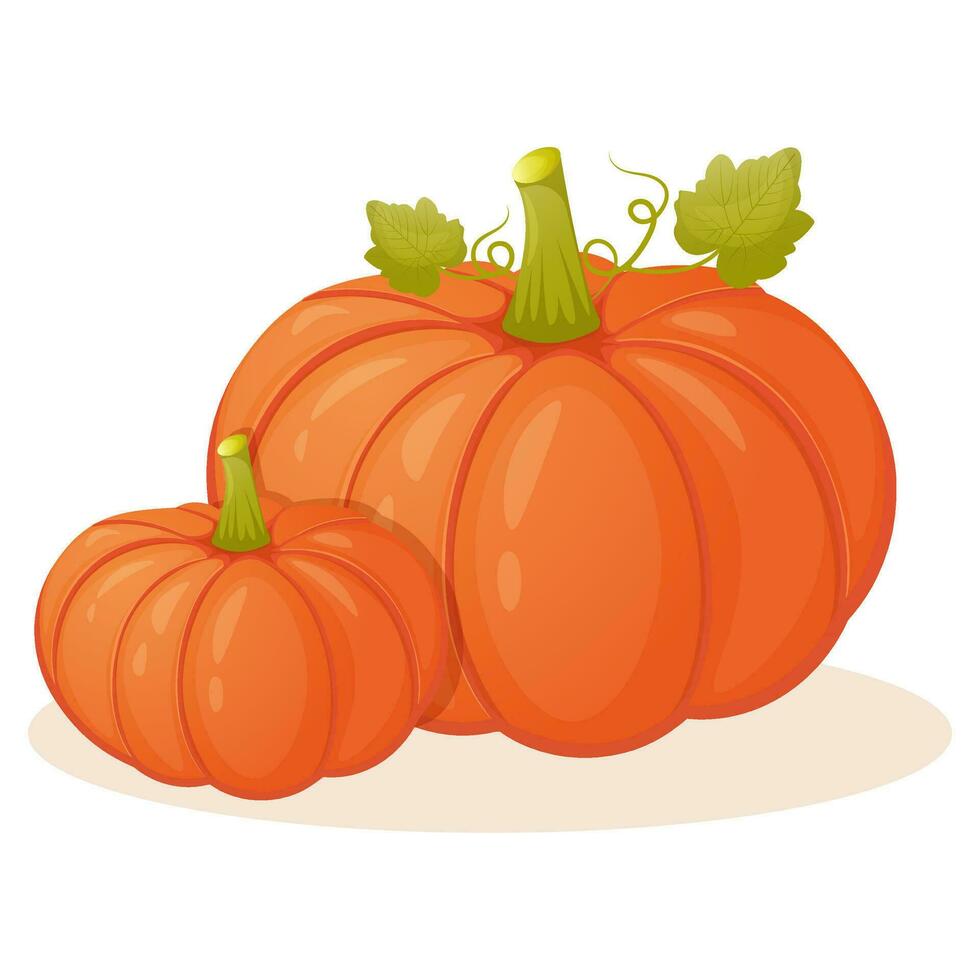 Big and small pumpkin isolated on white vector