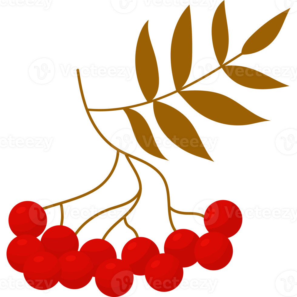 Rowan branch with leaves png