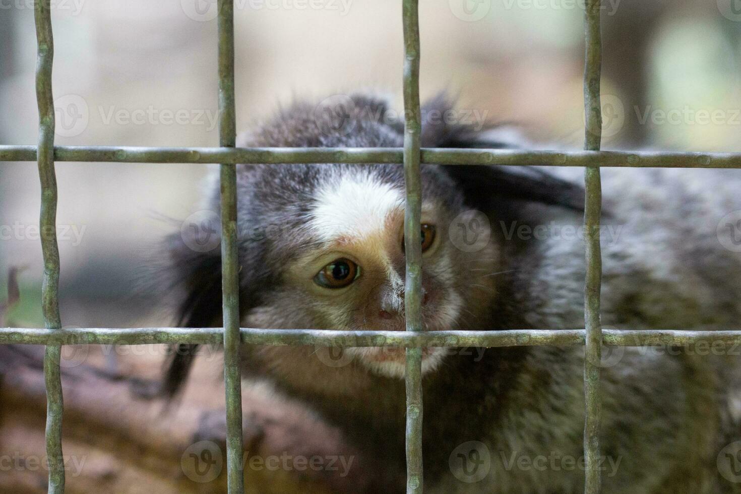 Marmosets in the zoo convey a call to animal protection. photo