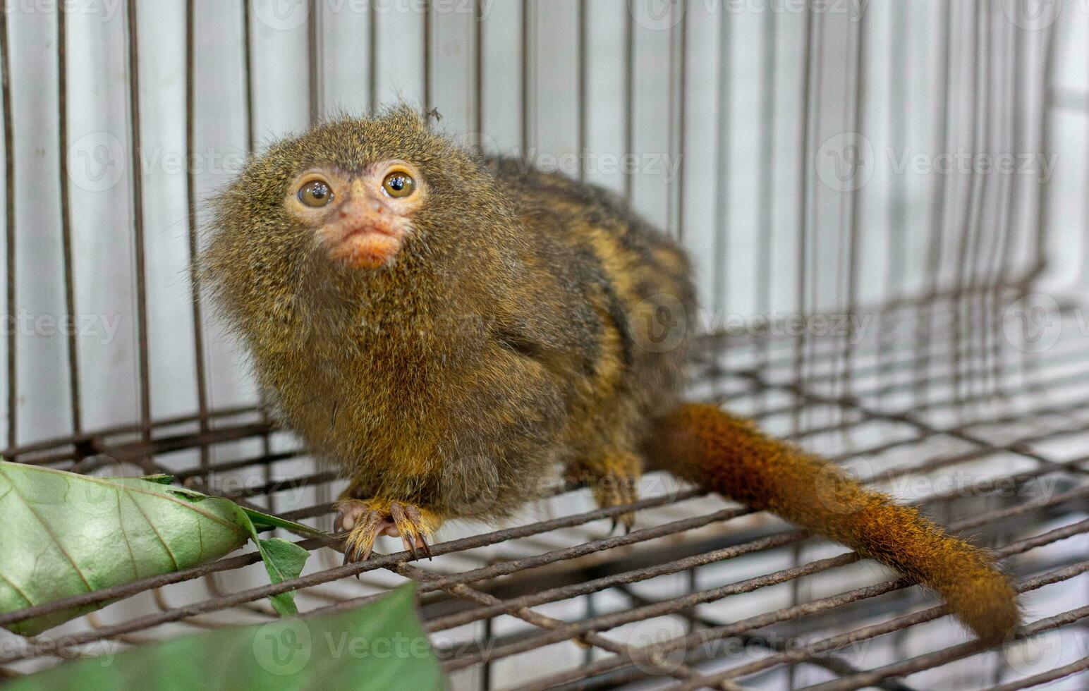 Marmosets in the zoo convey a call to animal protection. photo