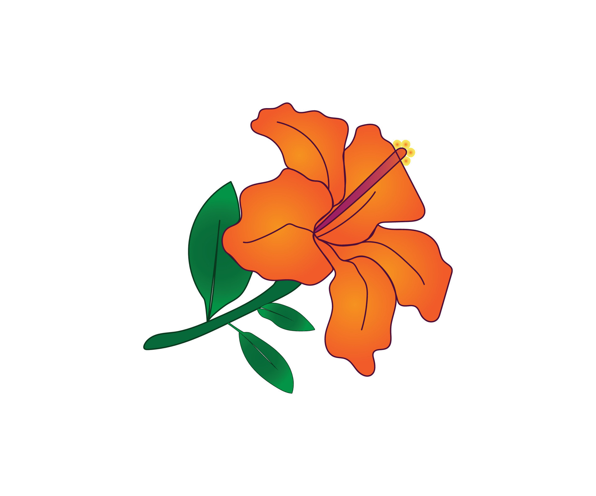 orange hibiscus flower drawing