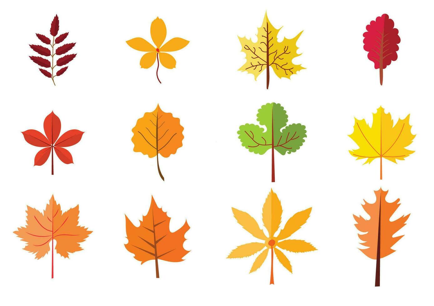 Autumn leaves set isolated on white background. Colorful Autumn leaves. vector