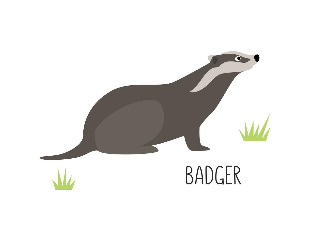 Vector flat illustration of wild forest animal, badger. Illustration isolated on white background.