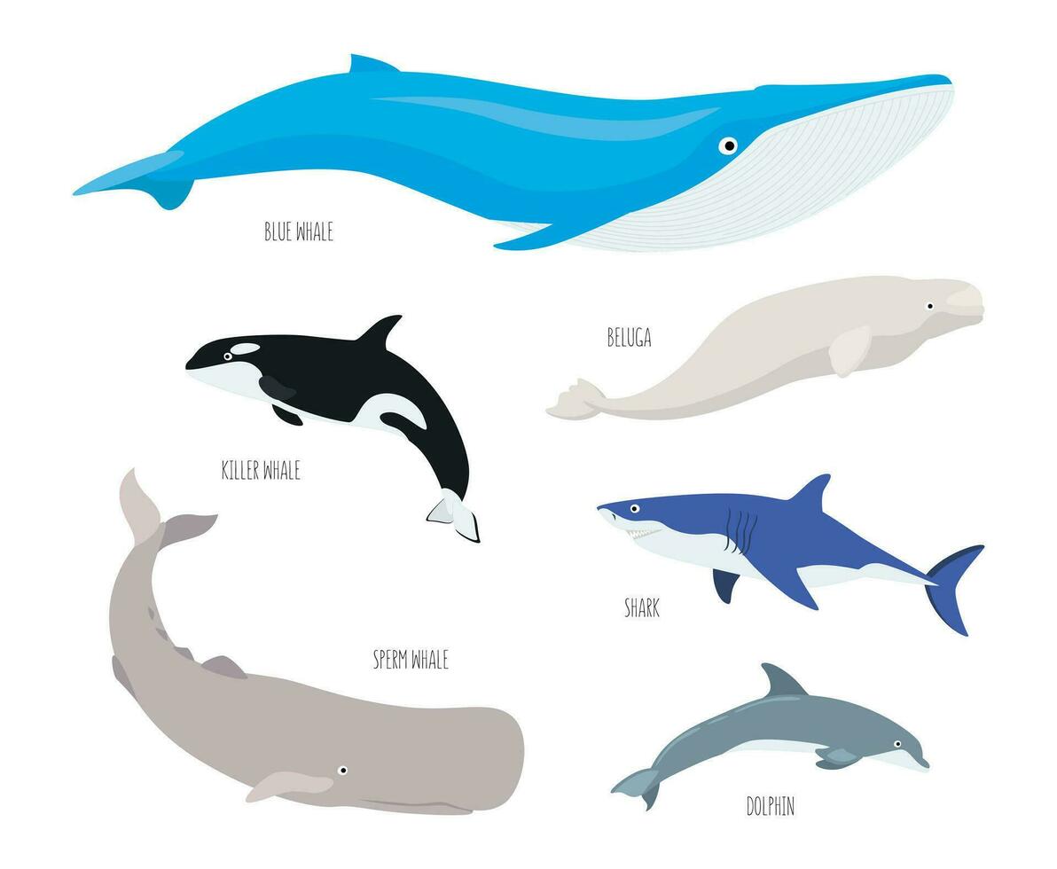 mar animales conjunto aislado en blanco antecedentes. submarino habitantes, delfín, tiburón, ballenas, beluga, esperma ballena, asesino ballena. plano vector dibujos animados