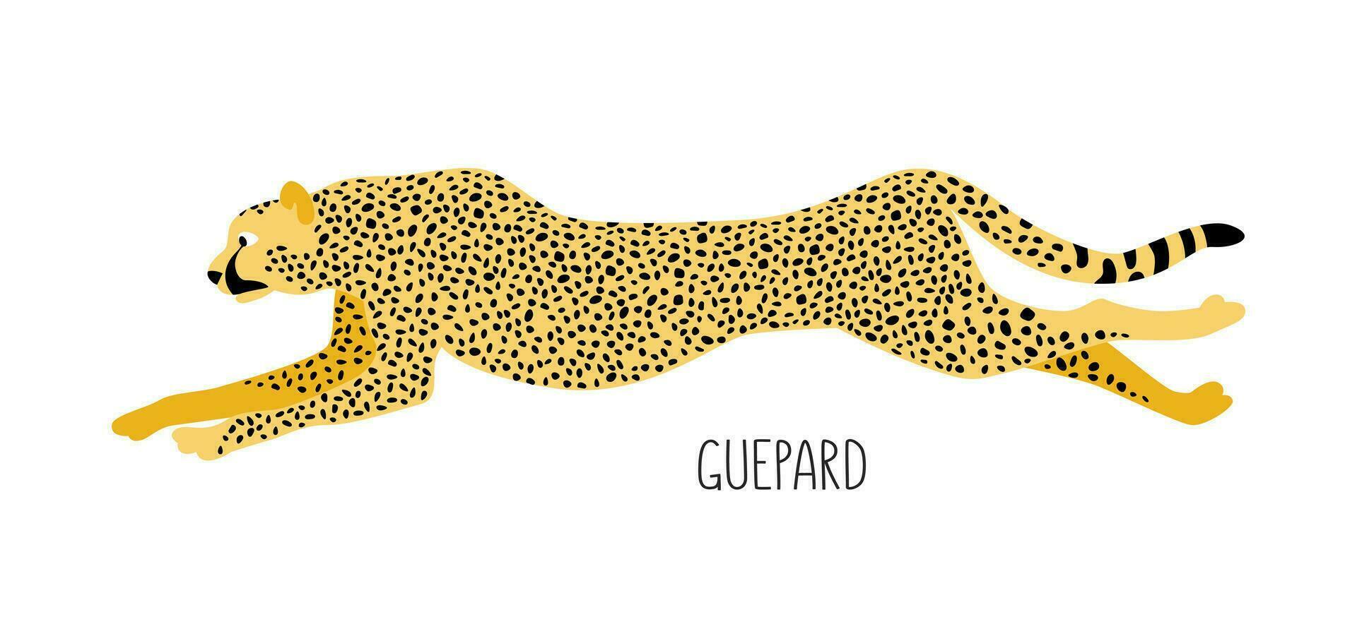 Cheetah is a wild cat. Title. Vector flat illustration of animal isolated on white background.