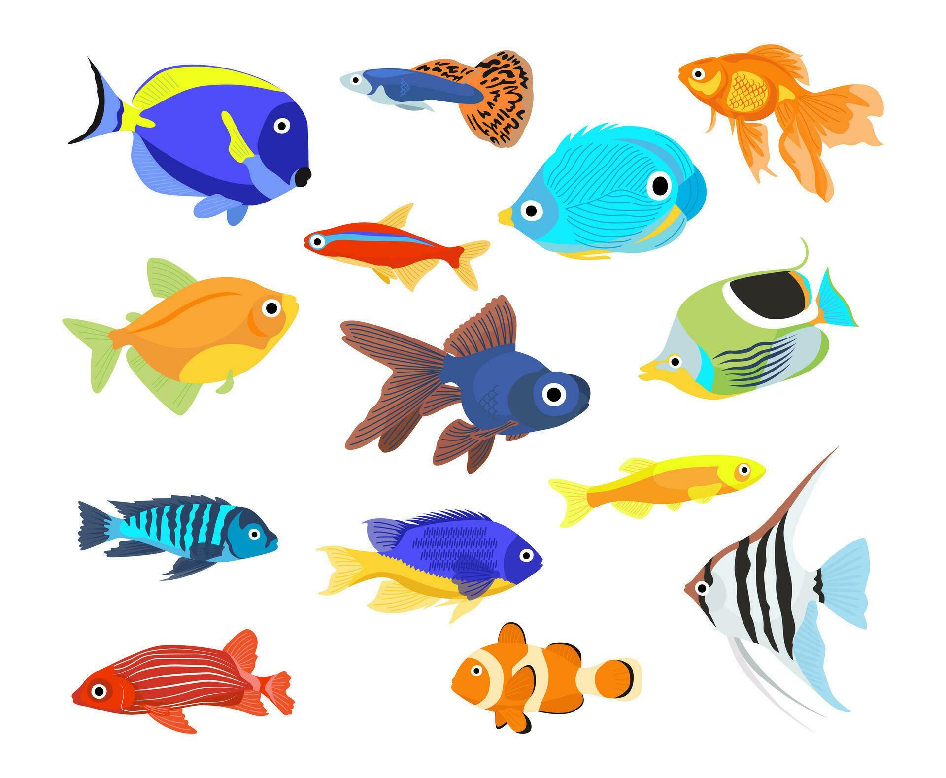 Set of freshwater aquarium cartoon fish. Varieties of decorative